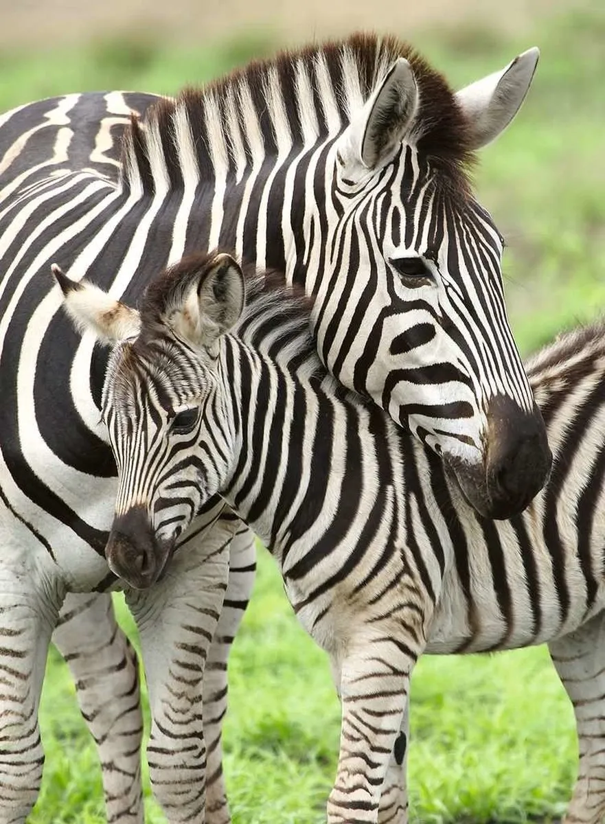 Ravensburger Zebra Liefde Legpuzzel 300 Stuks - Multicolor - afbeelding 4 van 4