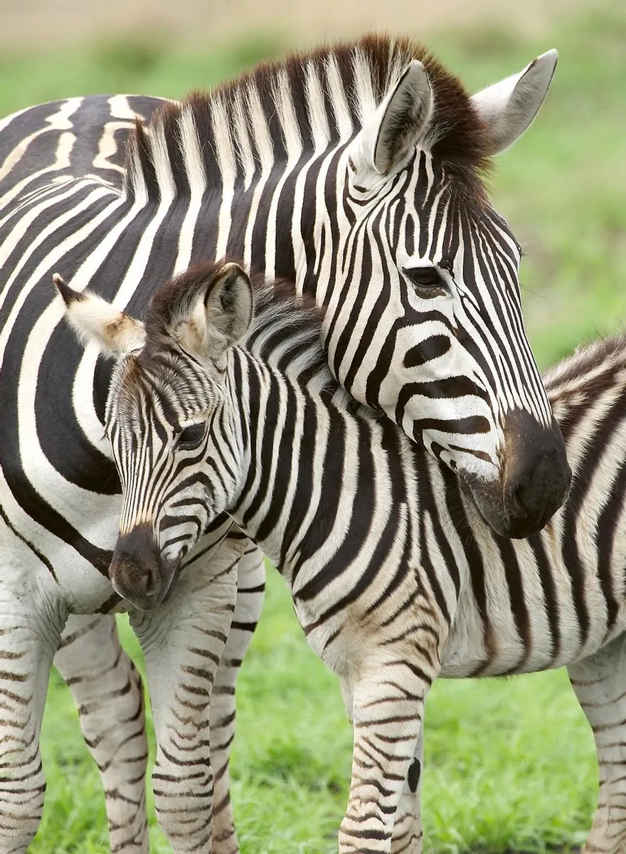 Ravensburger Zebra Liefde Legpuzzel 300 Stuks - Multicolor - afbeelding 3 van 4