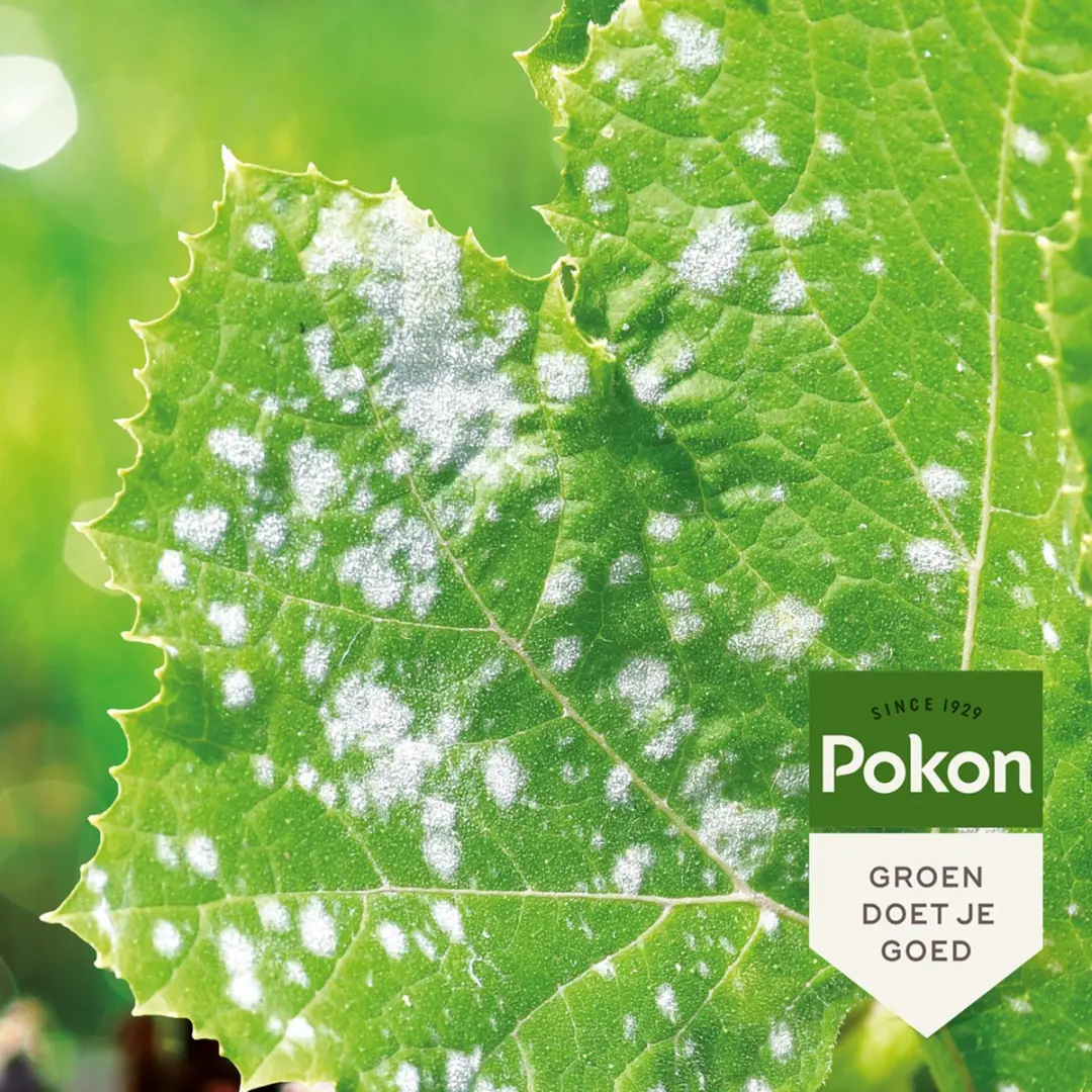 Pokon Bio Tegen Schimmels Spray 800ml - afbeelding 3 van 5