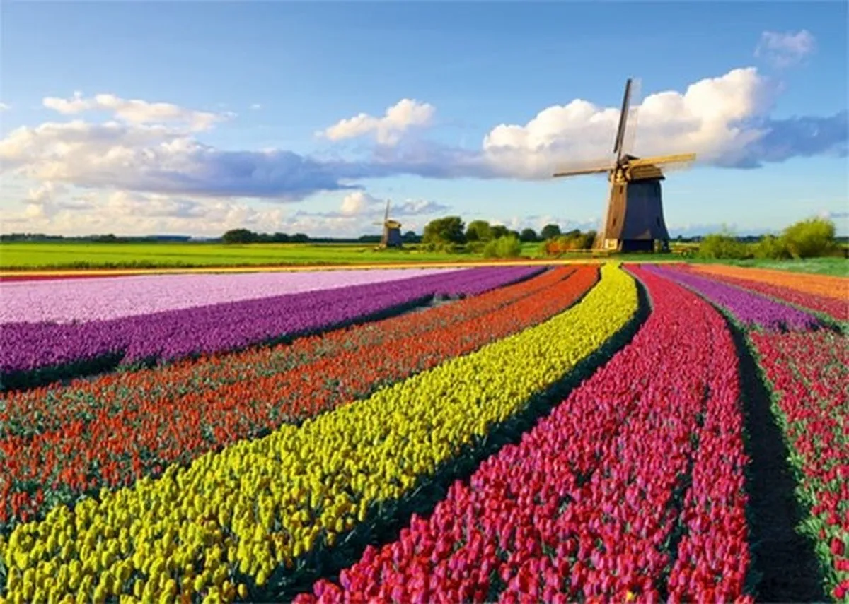 Jumbo Field of Tulips Puzzel 1000 Stuks - Roze