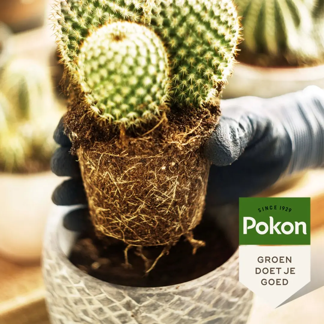 Pokon Bio Cactus Potgrond 5L - afbeelding 4 van 6