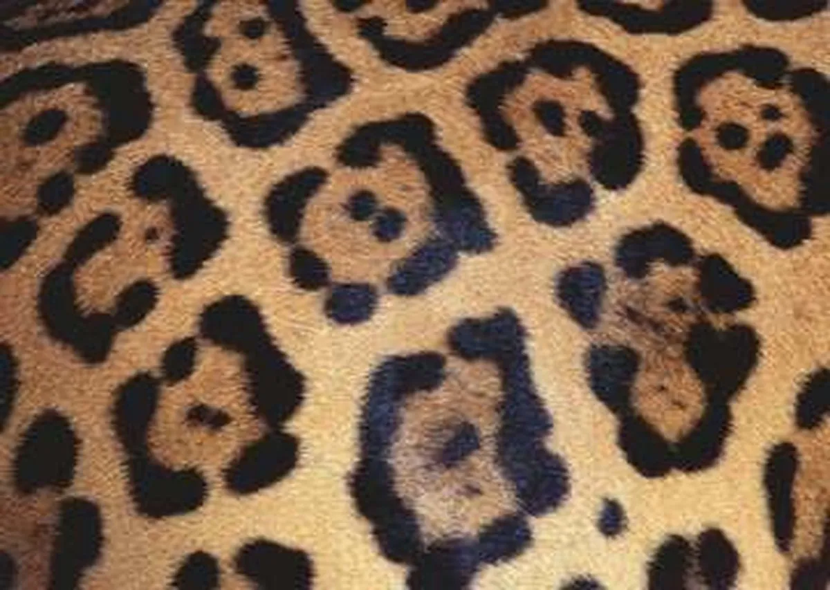 Ravensburger Challenge Animal Print Legpuzzel 1000 Stuks - Multicolor