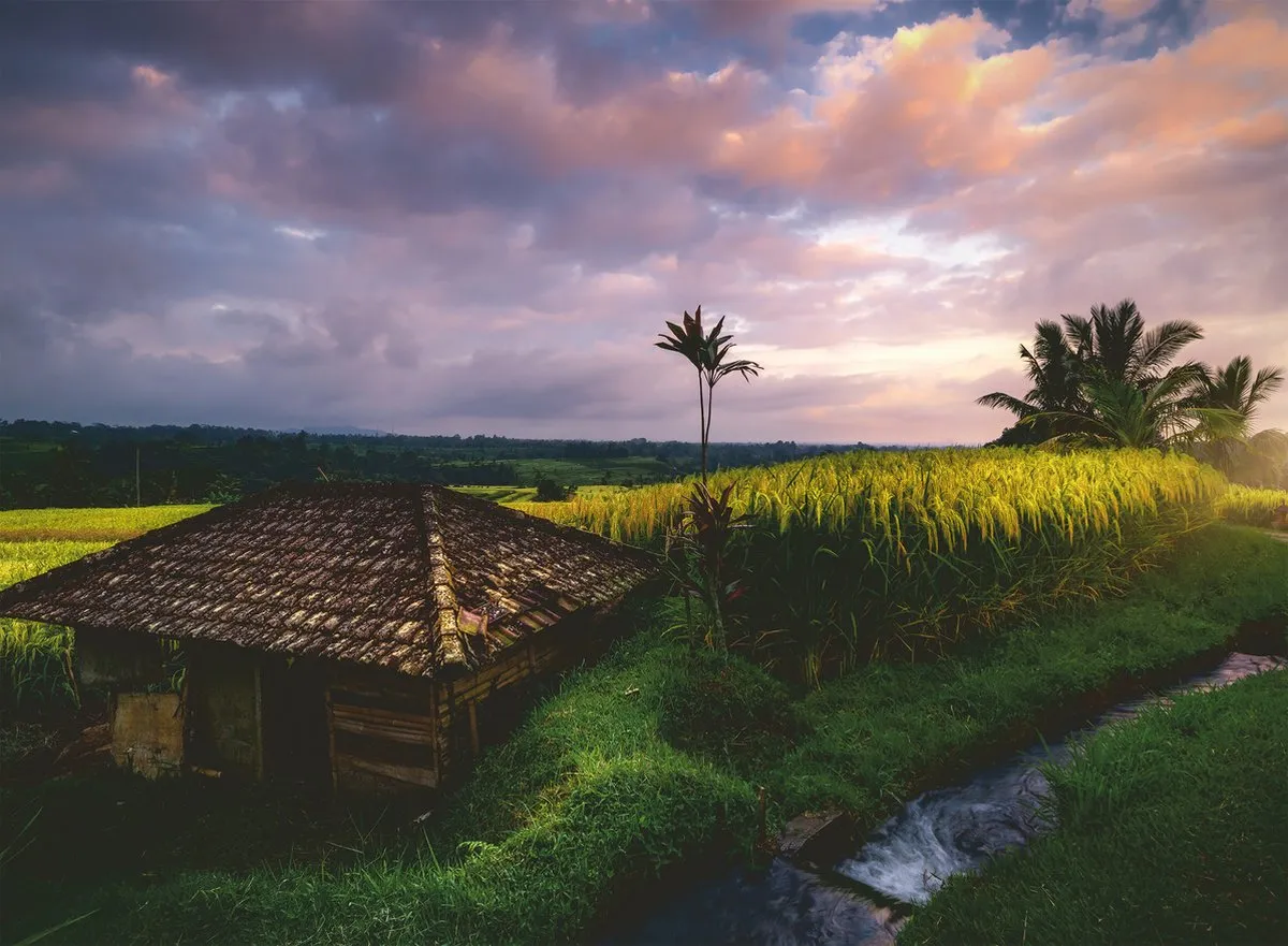 Ravensburger Rijstvelden in Bali Nature Edition Legpuzzel 500 Stuks
