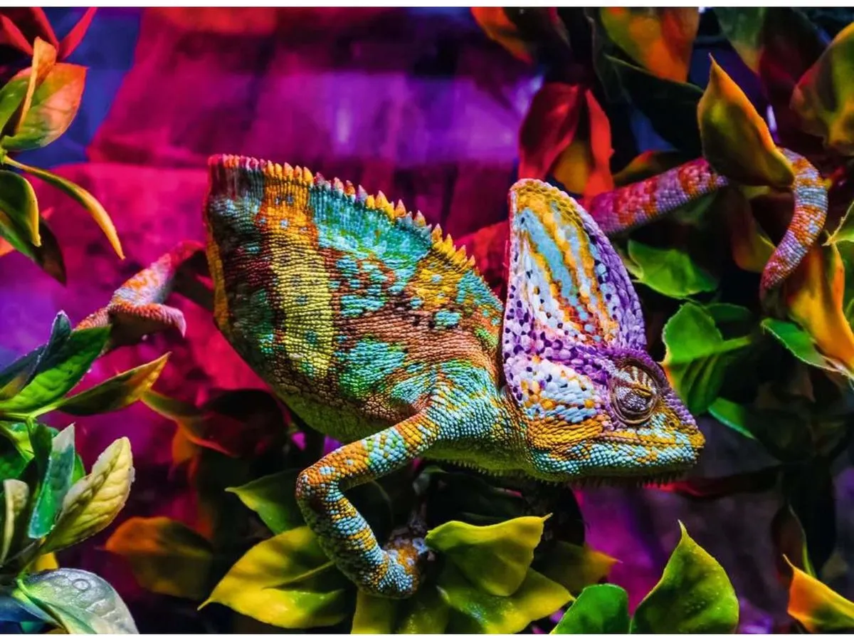 Ravensburger Chameleon Puzzel 500 Stuks - Meerkleurig