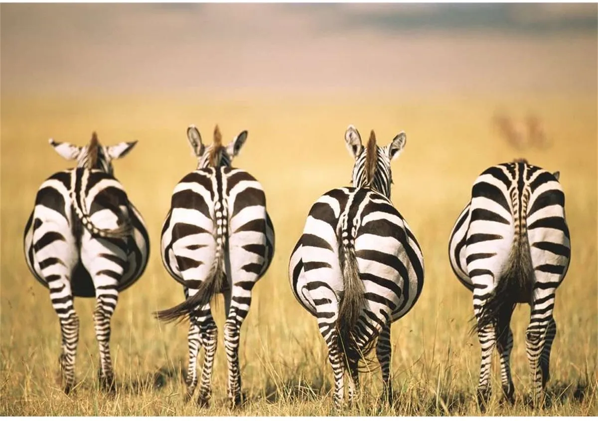 Ravensburger Puzzle Mmoment Zebra - 300 Stukjes - afbeelding 2 van 2