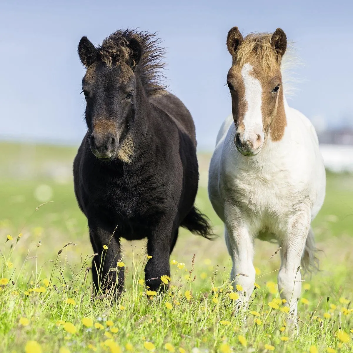 Ravensburger Schattige Pony's Puzzel 49 Stuks - 3x49