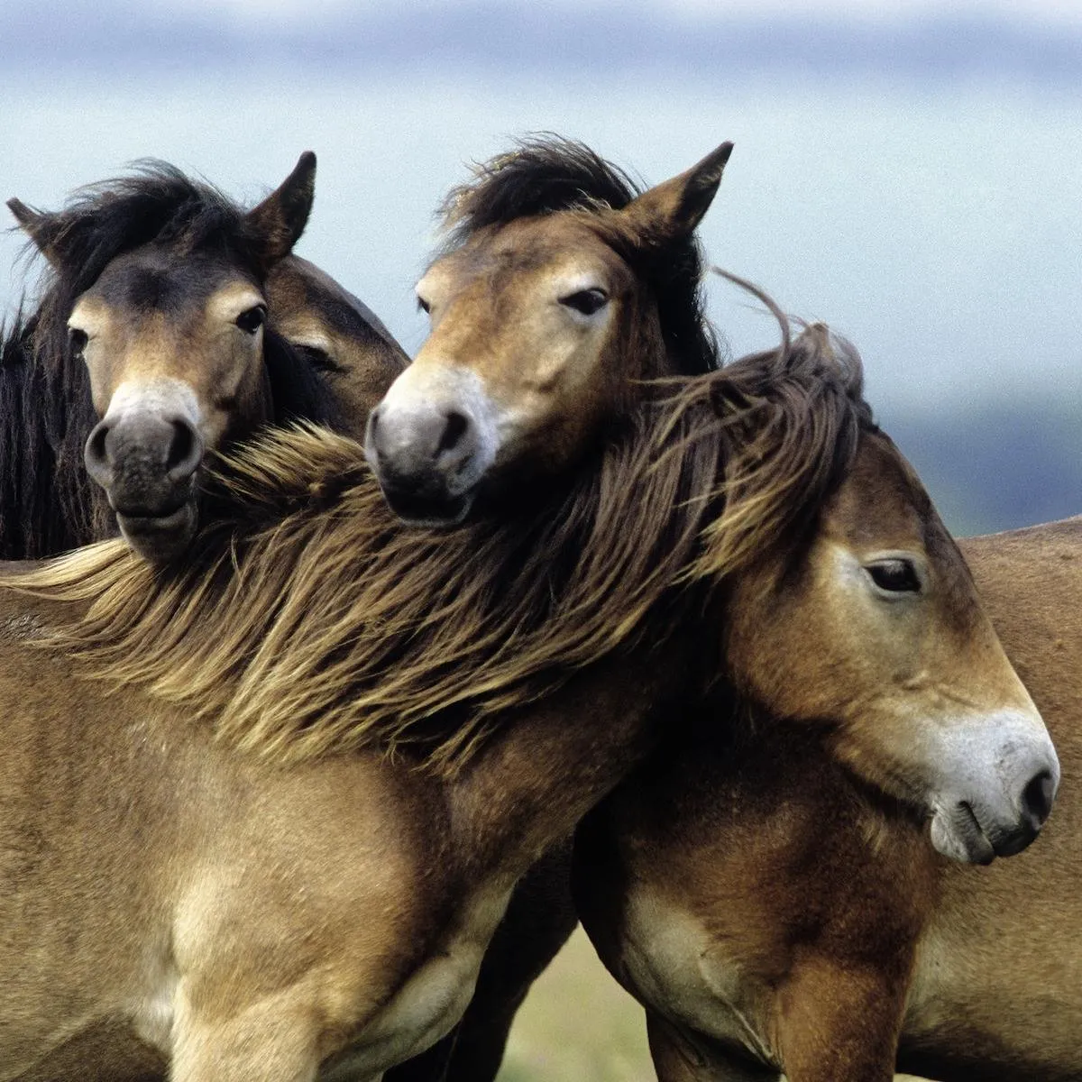 Ravensburger Schattige Pony's Puzzel 49 Stuks - 3x49