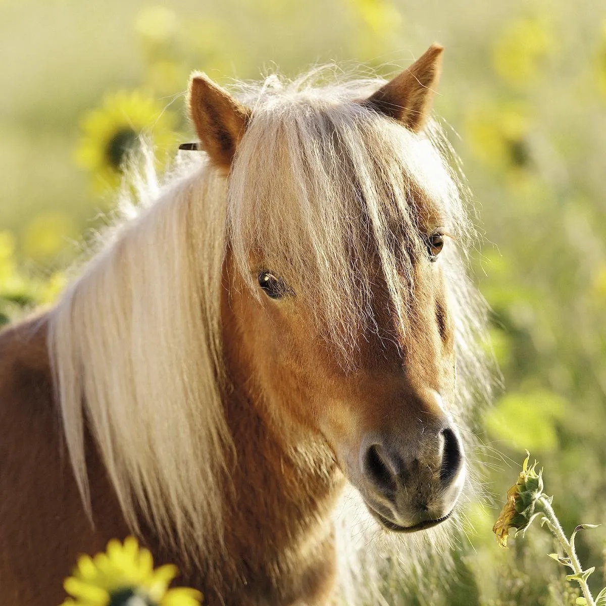Ravensburger Schattige Pony's Puzzel 49 Stuks - 3x49
