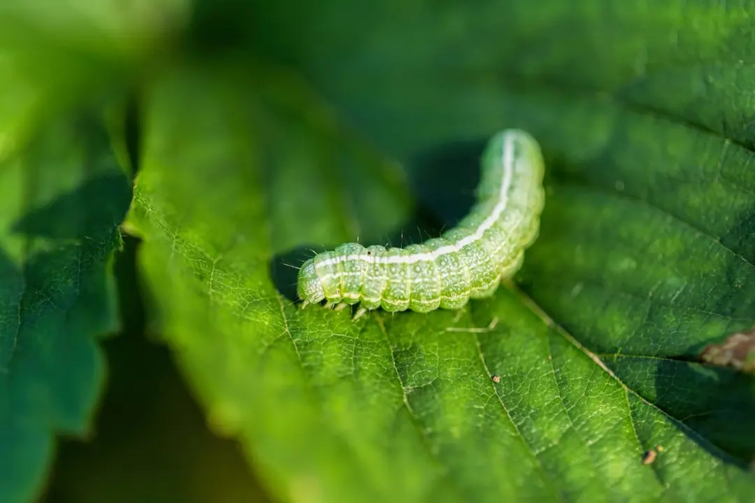 ECOstyle RupsVrij Insectenbestrijding 25g - 335m² - afbeelding 4 van 6