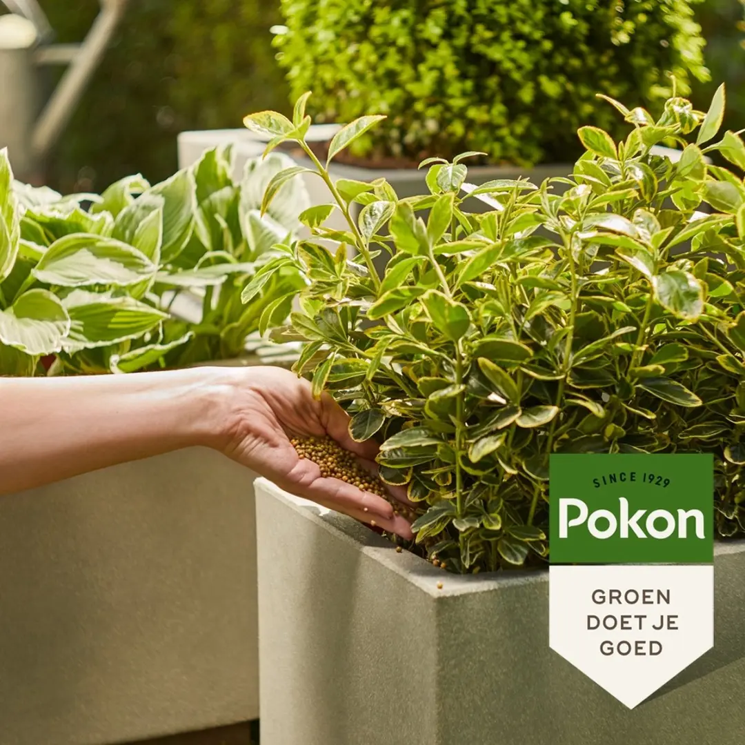 Pokon Voedingskorrels Groene Planten 800g - 180 Dagen - afbeelding 5 van 6