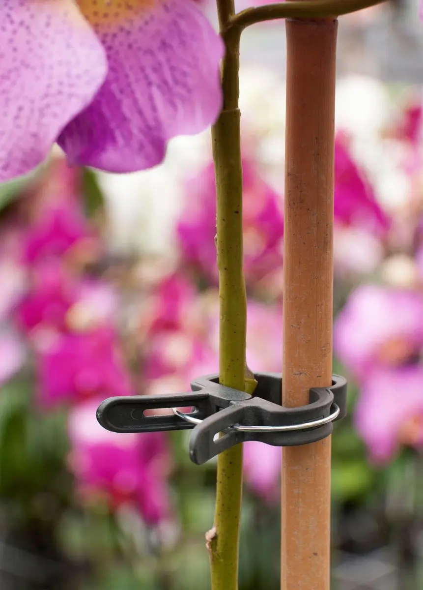 Nature Plantenclip Klim-En Geleide Artikel - 10 Stuks Groen - afbeelding 3 van 6