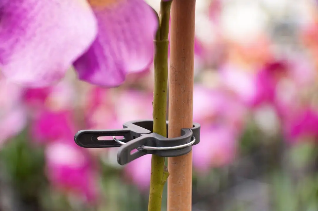 Nature Plantenclip Klim-En Geleide Artikel - 10 Stuks Groen - afbeelding 4 van 6