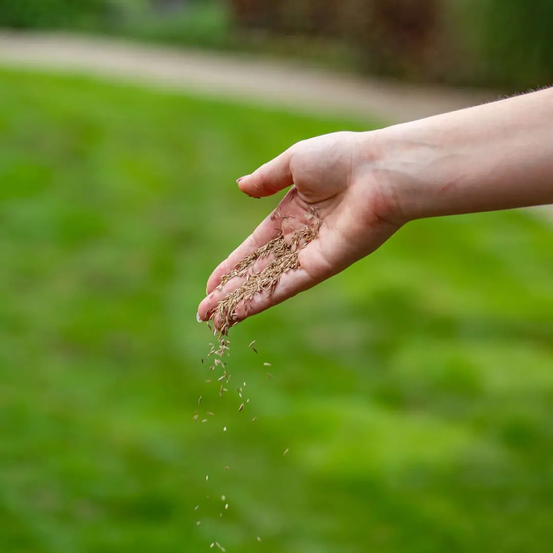 ECOstyle AZstyle Graszaad Herstel 100g - Vogelwerend - 4-6m² - afbeelding 4 van 6