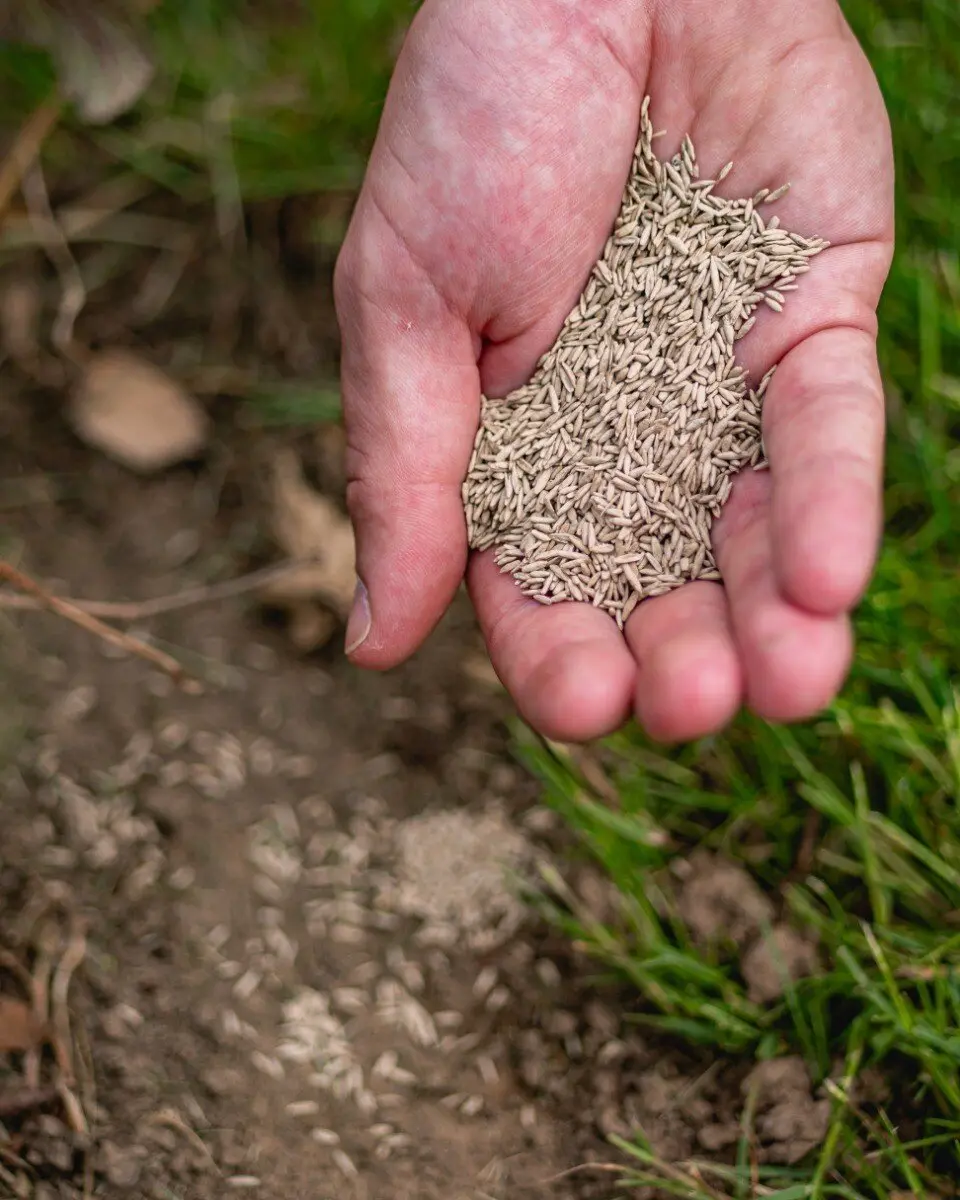 ECOstyle AZstyle Graszaad Herstel 100g - Vogelwerend - 4-6m² - afbeelding 6 van 6