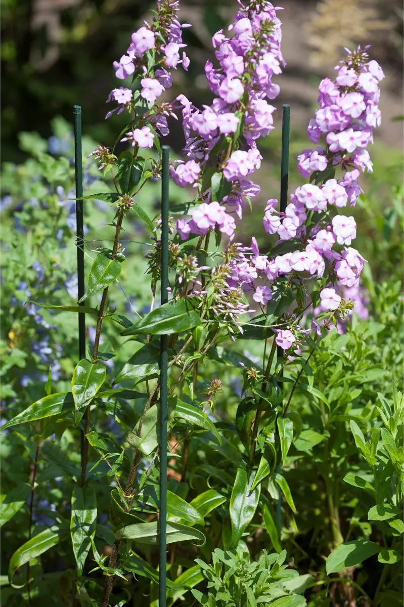 Nature Plantenstokken Tonkin 60cm - Donkergroen - Ø8mm - afbeelding 2 van 4