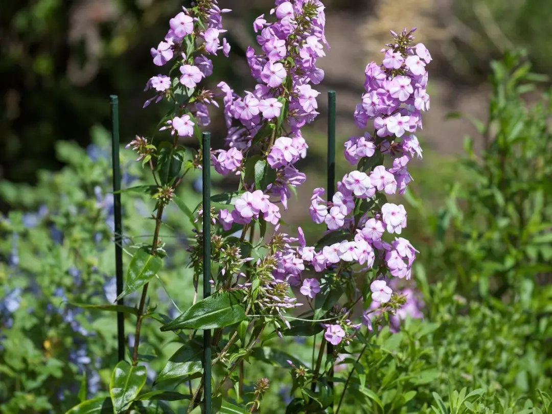 Nature Plantenstokken Tonkin 60cm - Donkergroen - Ø8mm - afbeelding 3 van 4