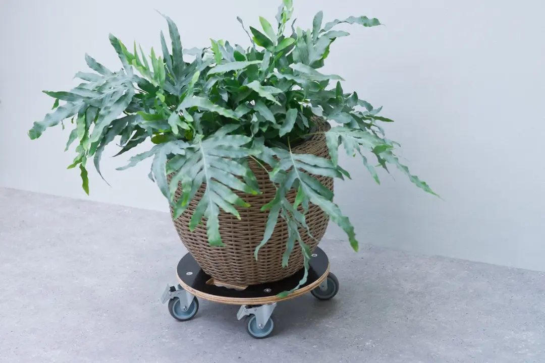 Nature Planttrolley Ø38cm Hout - Zwart - afbeelding 2 van 4