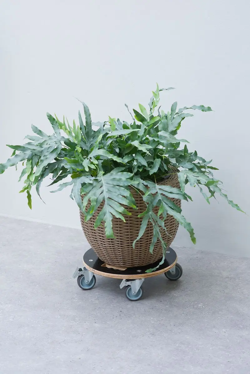 Nature Planttrolley Ø38cm Hout - Zwart - afbeelding 4 van 4