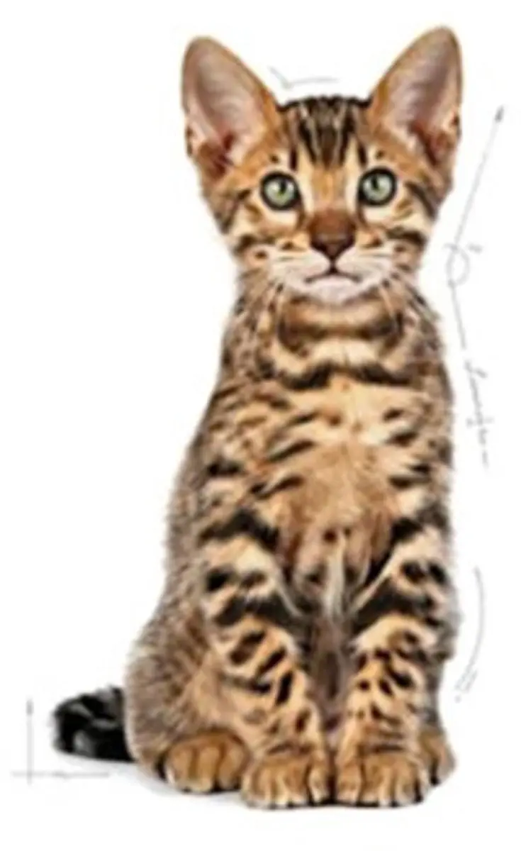 Royal Canin Kitten Sterilised Kattenvoer - 14kg (4x3.5kg)