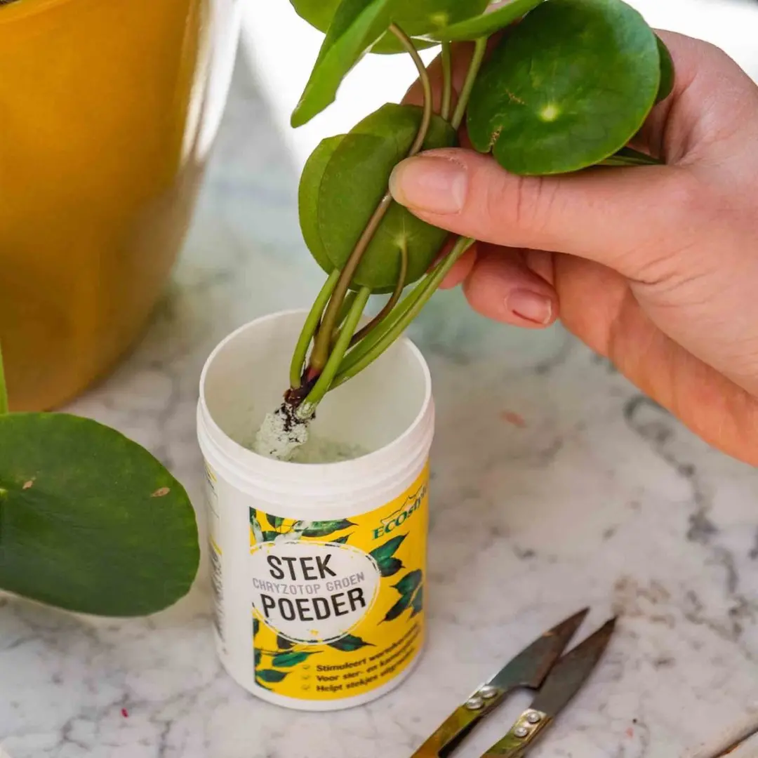 ECOstyle Stekpoeder 25g - Voor planten - afbeelding 4 van 5