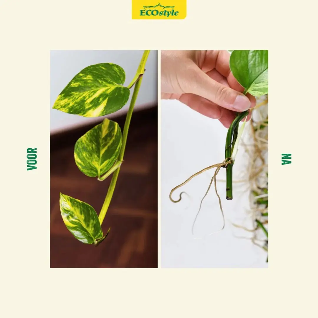 ECOstyle Stekpoeder 25g - Voor planten - afbeelding 3 van 5