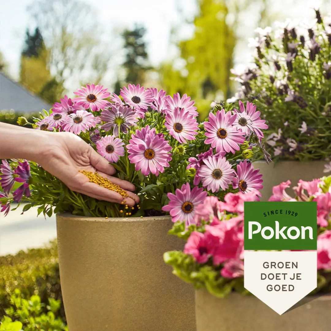 Pokon Terras & Balkon Plantenvoeding 1800g - Osmocote - afbeelding 4 van 5
