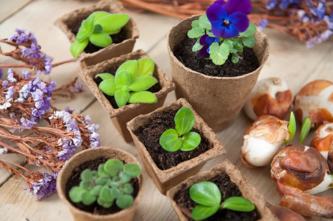 Nature Biopot 8x8cm Stekpotjes - 14 Stuks - afbeelding 2 van 5