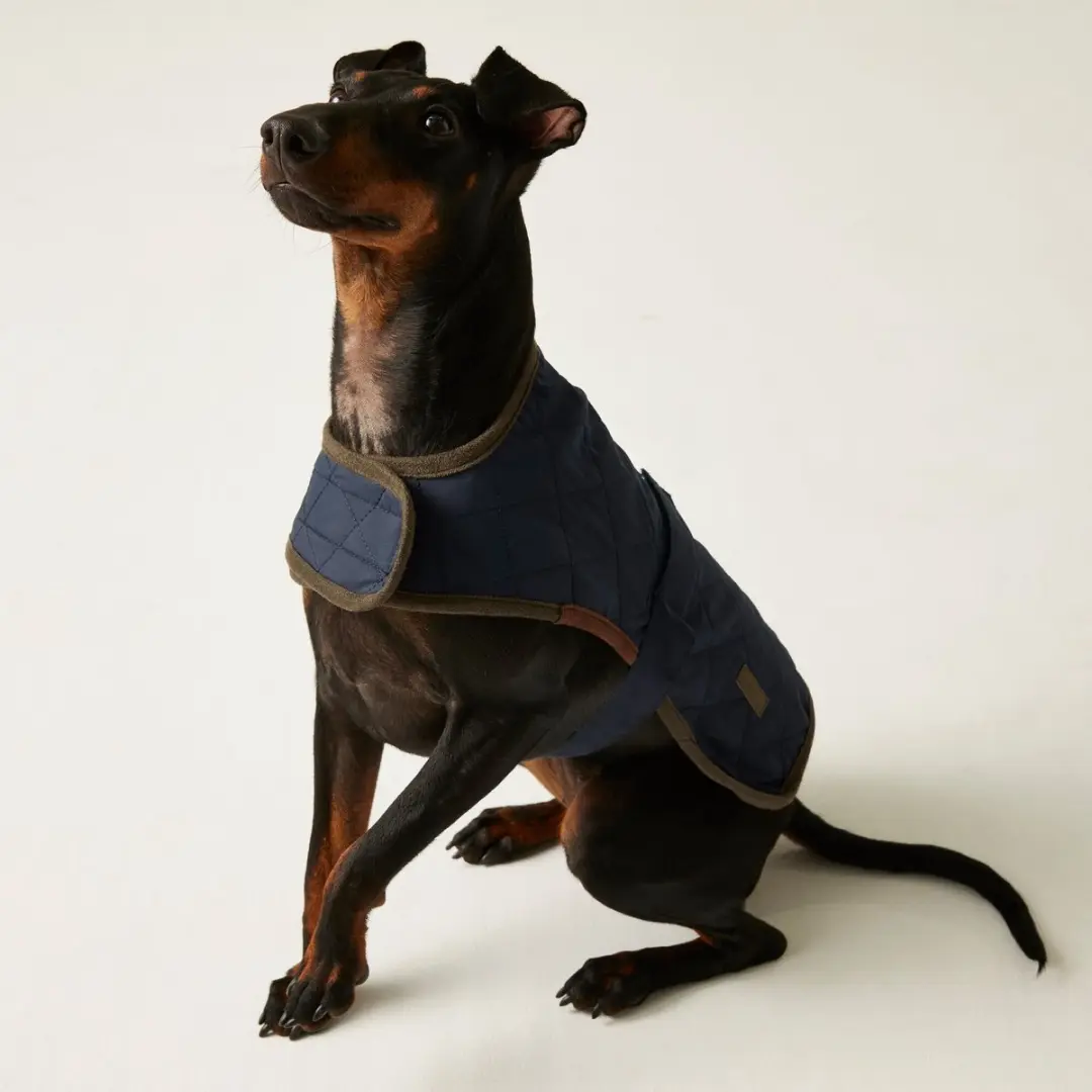 Odie hondenjas