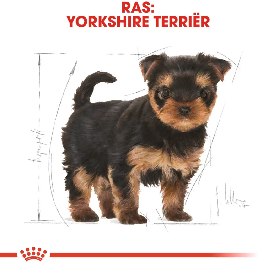 Royal Canin Yorkshire Terrier Junior Hondenvoer - 7,5 kg