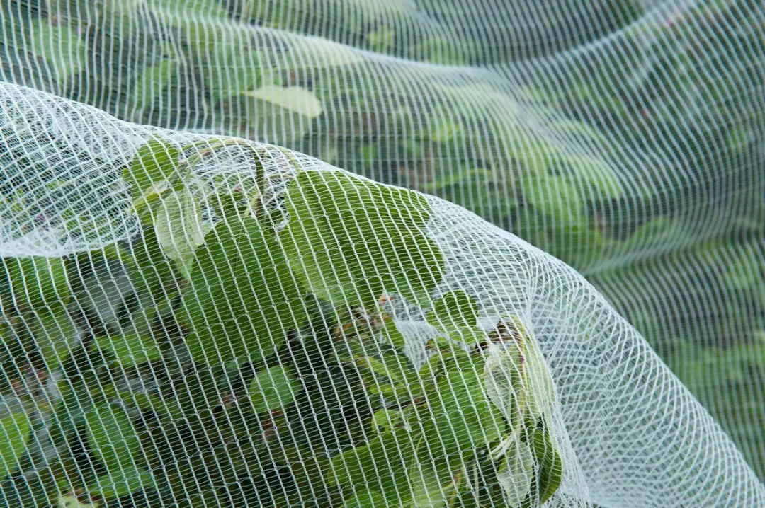 Nature Anti-insectennet 5,2x5m - 3x6mm - 60g/m² - afbeelding 2 van 6
