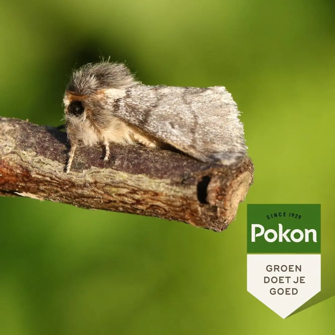 Pokon Eikenprocessiemotval - 1 Stuk - afbeelding 4 van 5