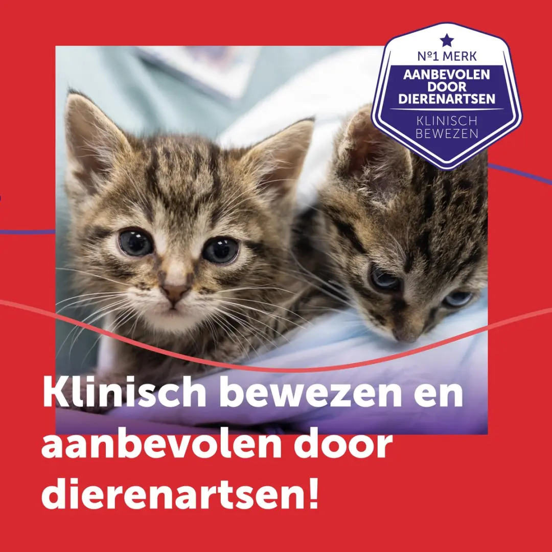 Feliway Friends Navulling 48ml - Anti-conflict voor Katten