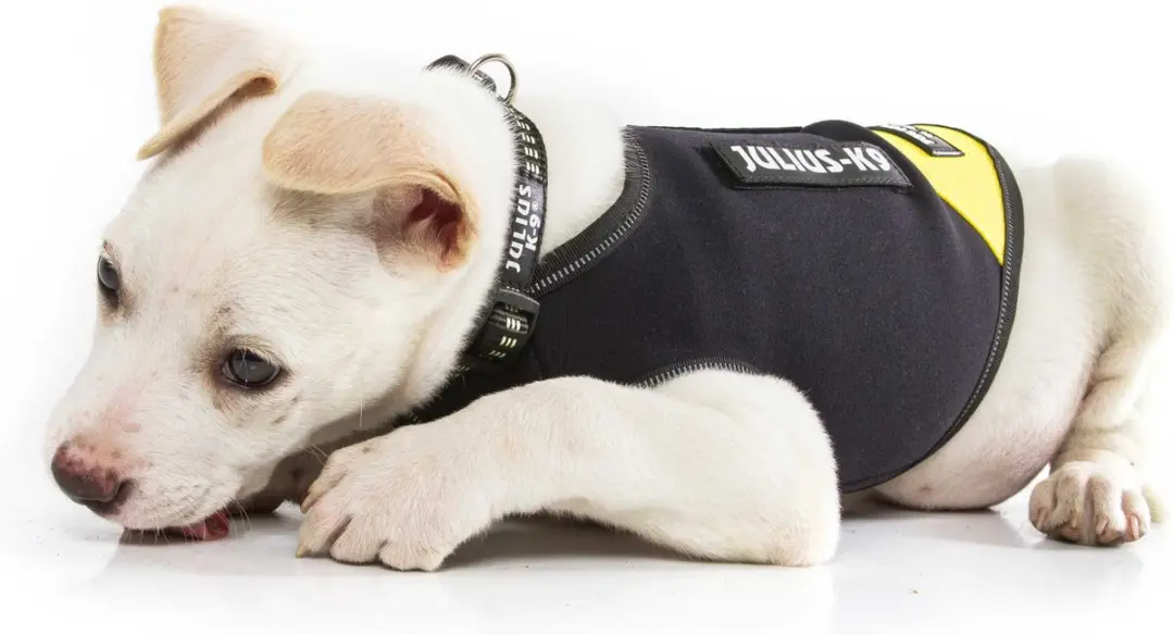 Julius K9 IDC Neoprene Hondenjas XL - Zwart