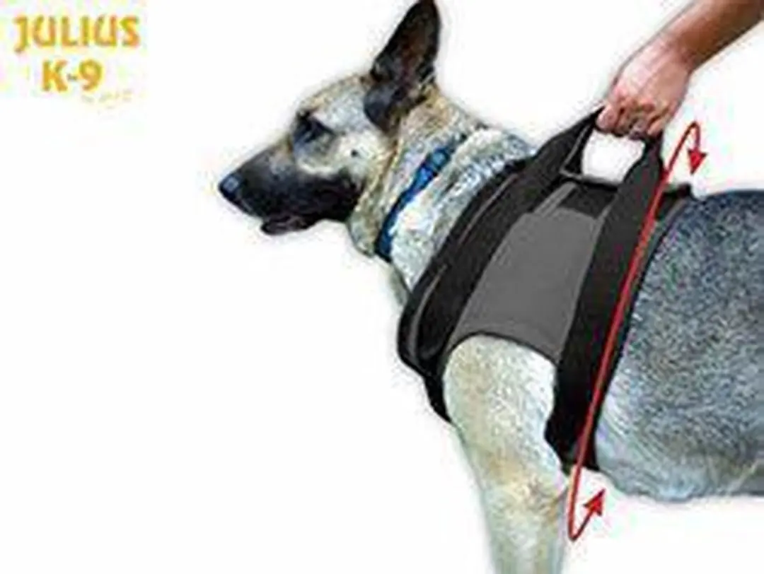 Julius K9 Tuig Voorkant XXL