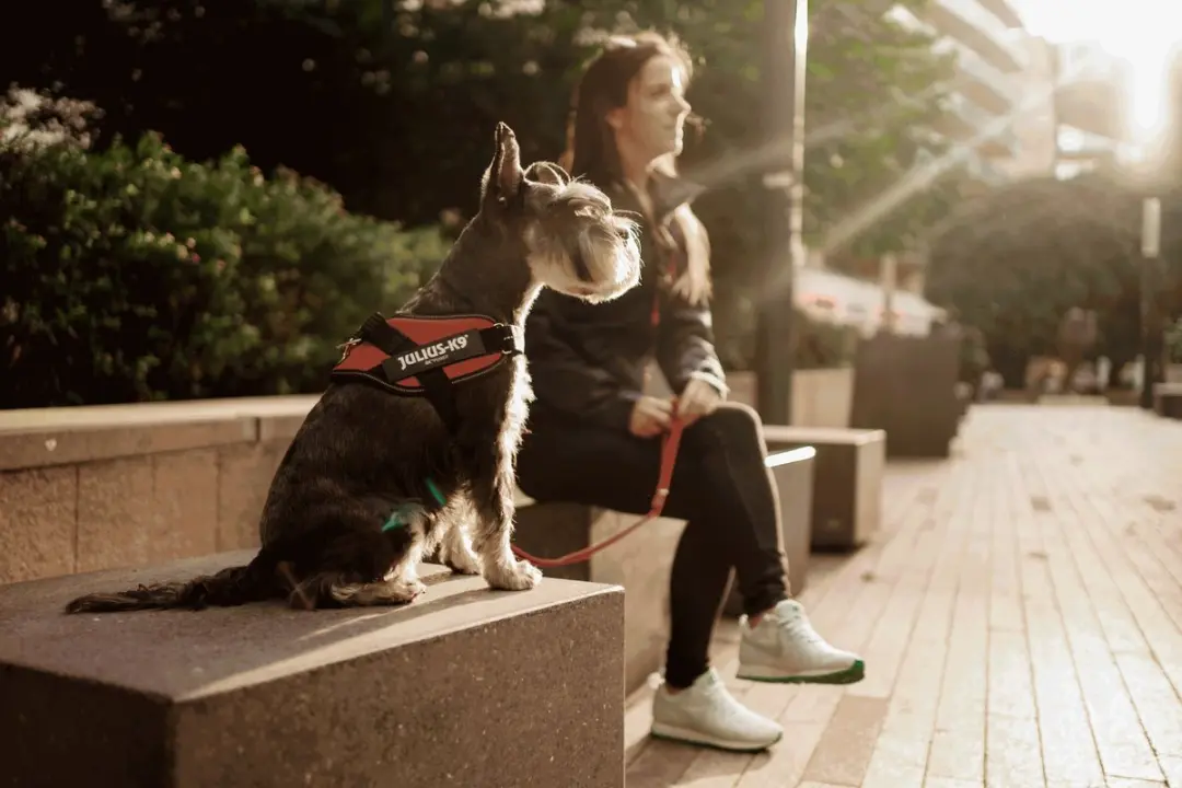 Julius K9 IDC Powertuig Harnas - Mini S - Oranje