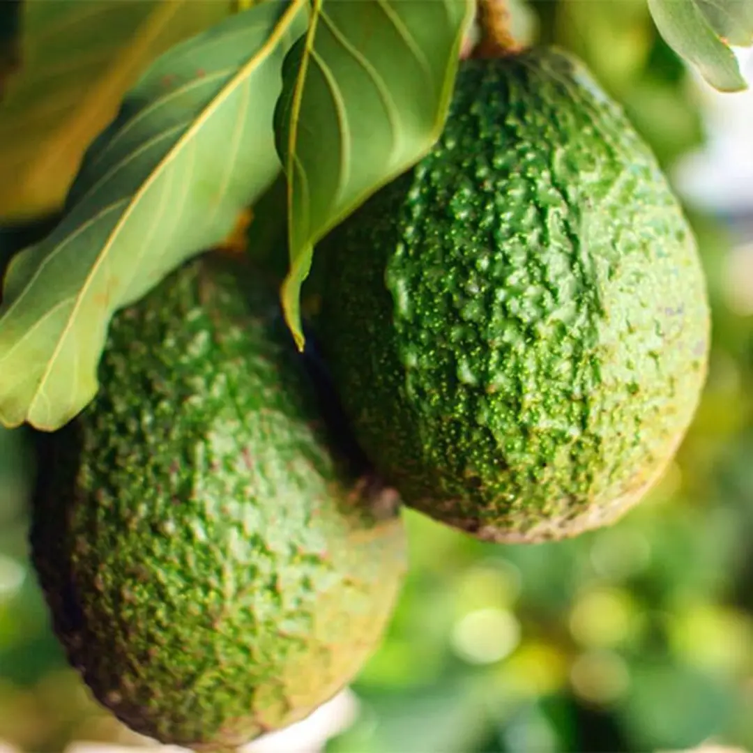 Physalis Biologisch Avocado Aromatherapie 100ml