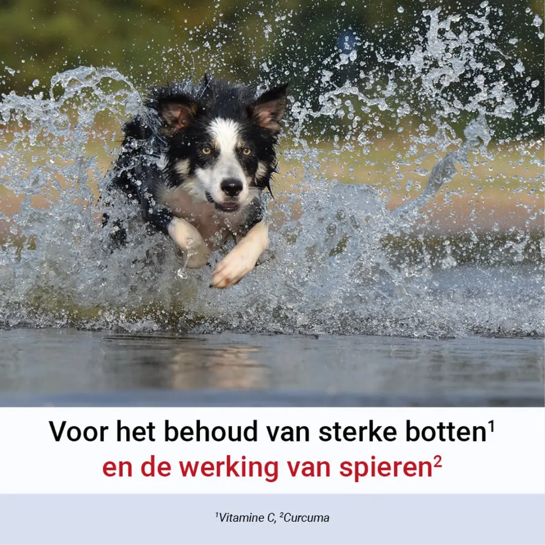 Pharmox Groenlipmossel 60 Capsules - Hond & Kat - afbeelding 3 van 6