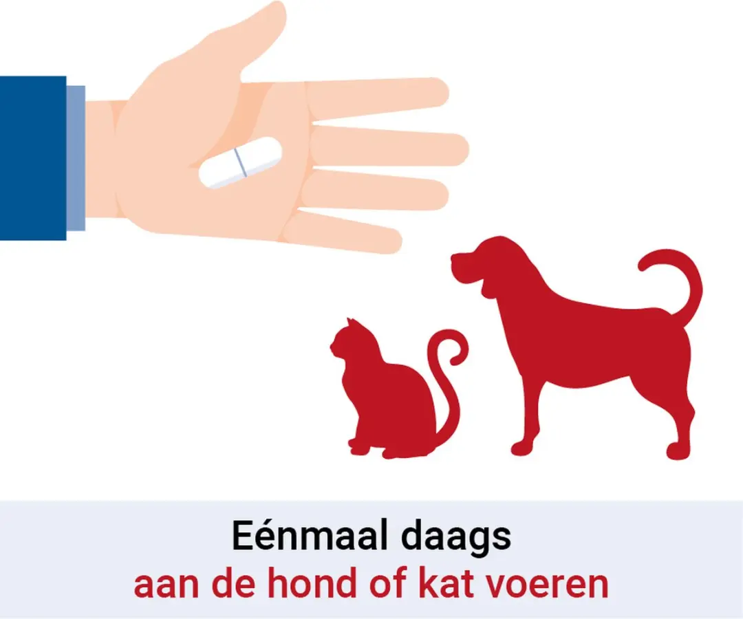 Pharmox Groenlipmossel 60 Capsules - Hond & Kat - afbeelding 4 van 6