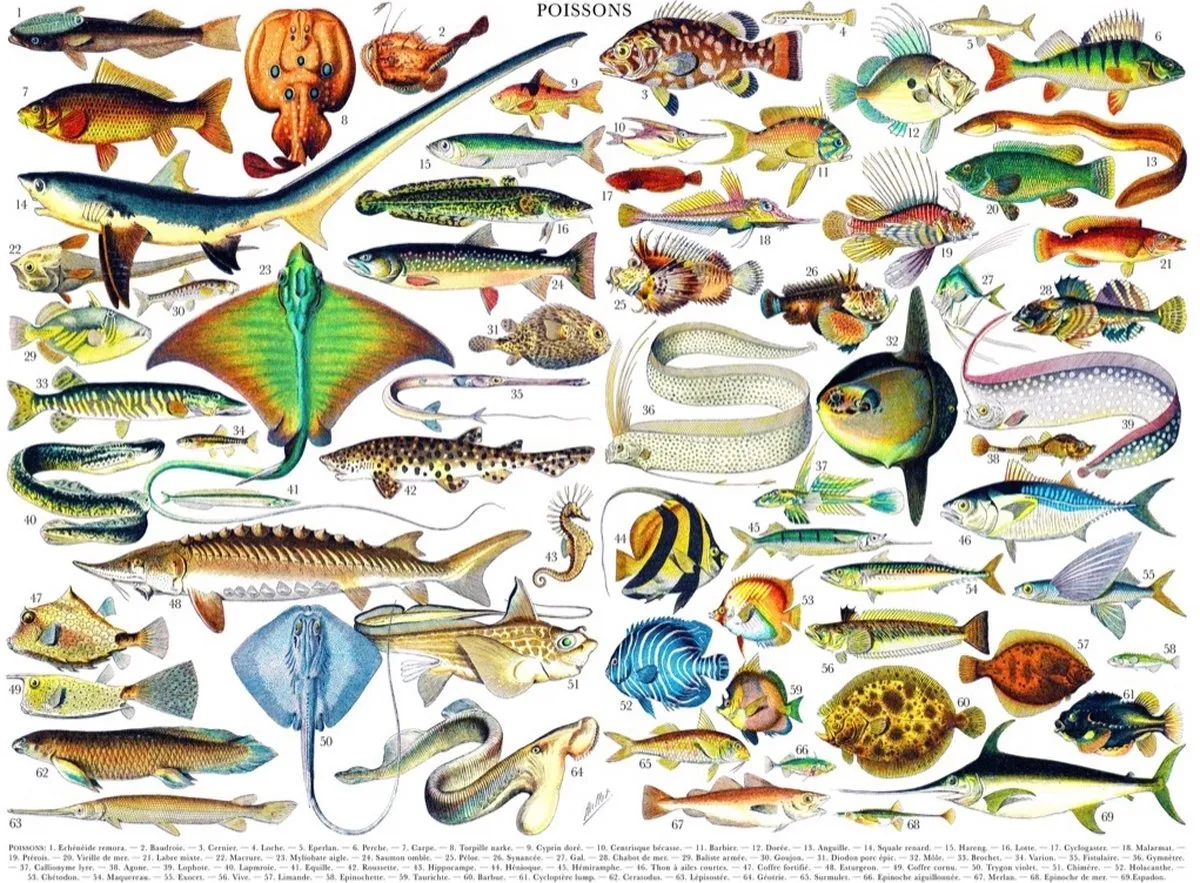 The New York Puzzle Company Vintage Images Fish Poissons - 1000 Stuks