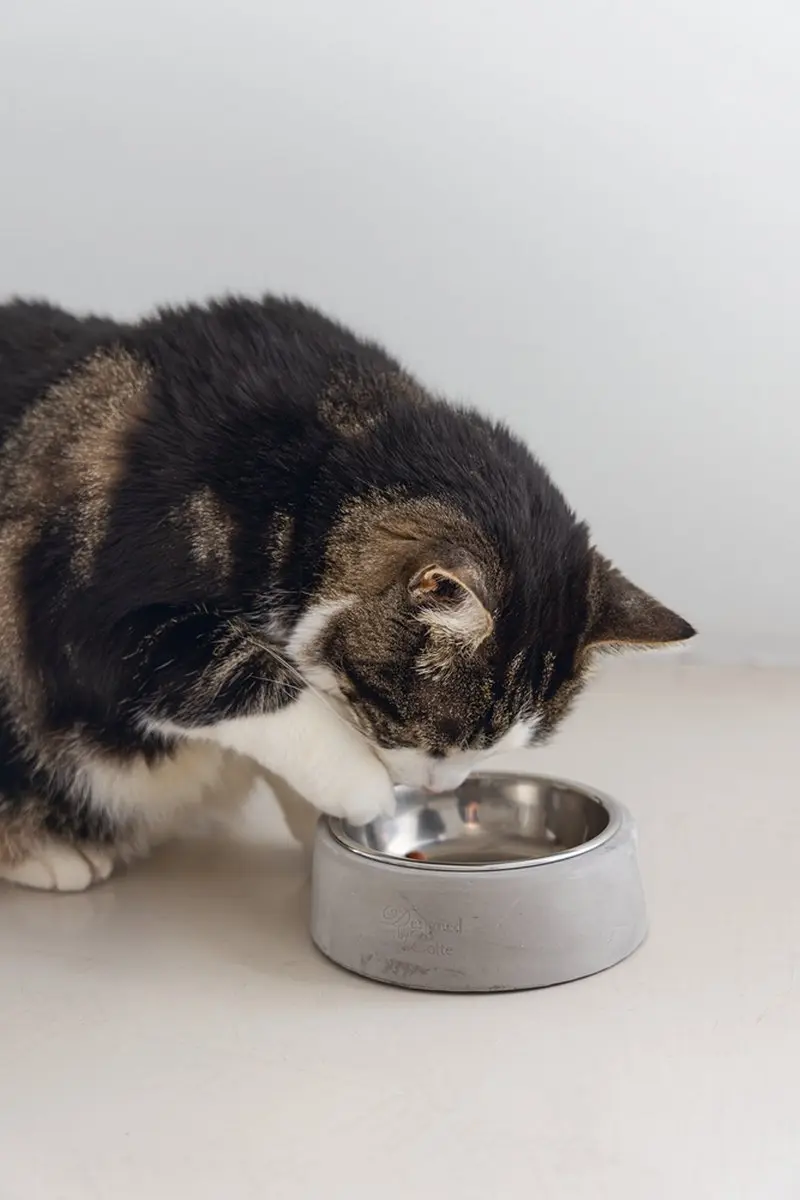 Designed by Lotte Riboco Kattenvoerbak Beton - 12,5cm Grijs