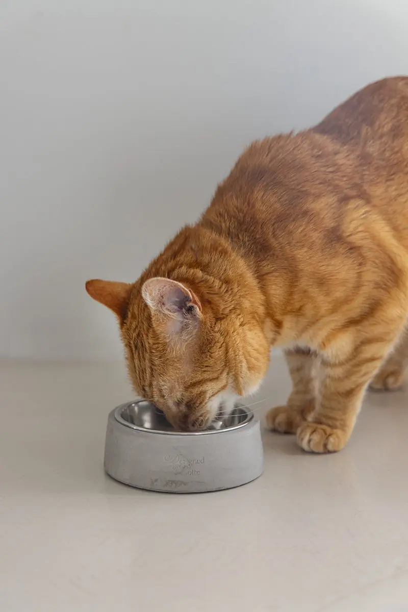 Designed by Lotte Riboco Kattenvoerbak Beton - 12,5cm Grijs