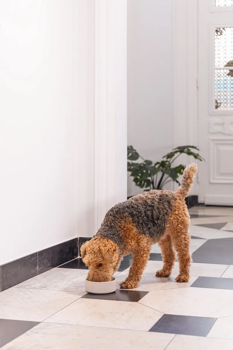 Designed by Lotte Noor Voerbak Hond - Bamboe Beige 17cm