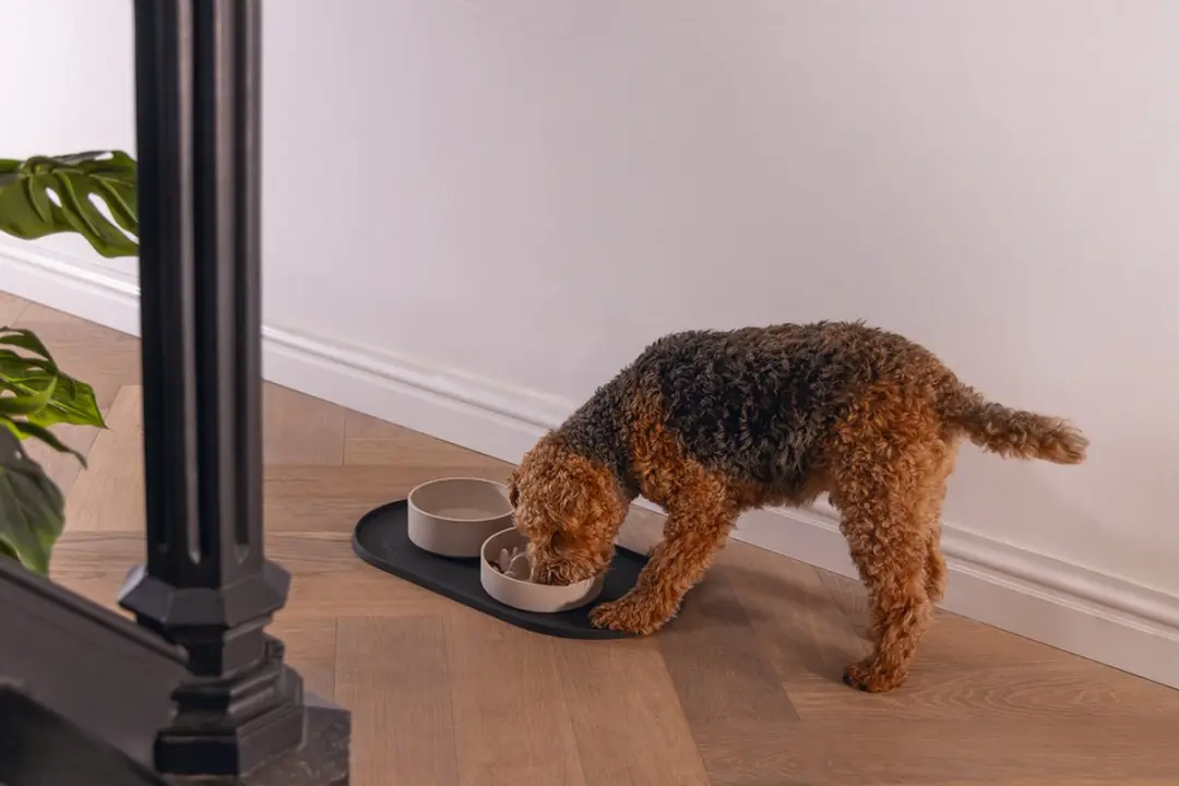 Designed by Lotte Oona Placemat Hond/Kat - Antraciet 55x30cm