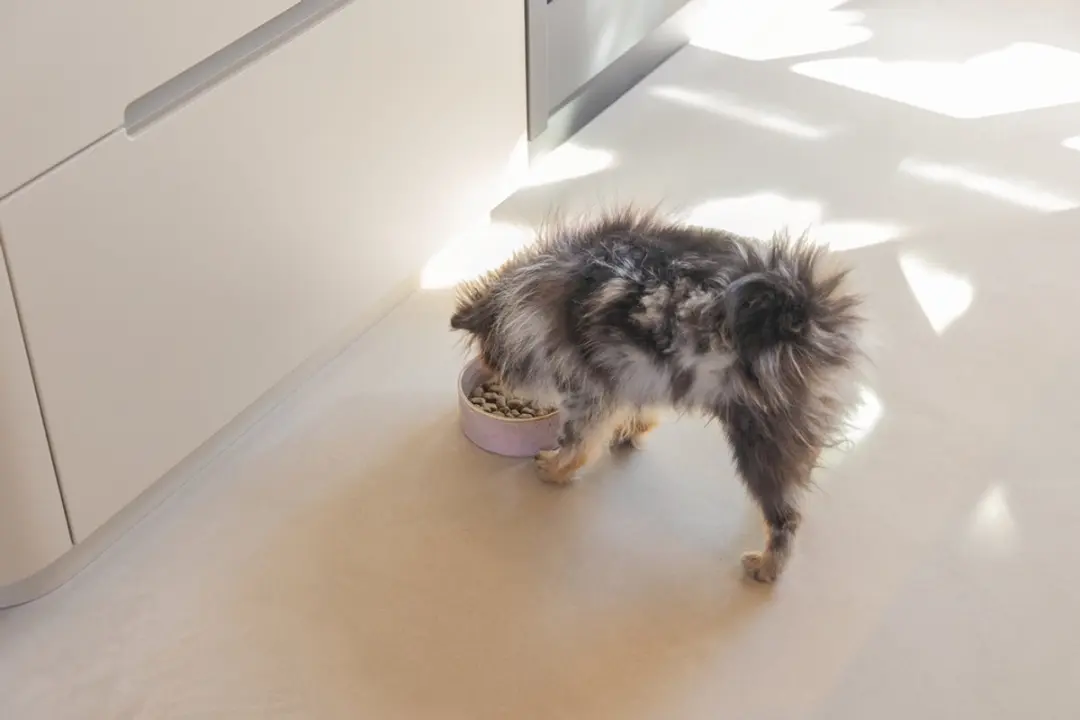 Designed by Lotte Jace Voerbak Hond Keramiek - Roze 450ml