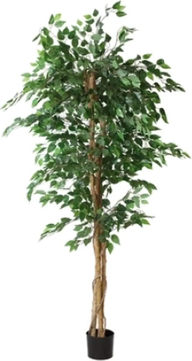 Countryfield Ficus benjamina Pot 210cm