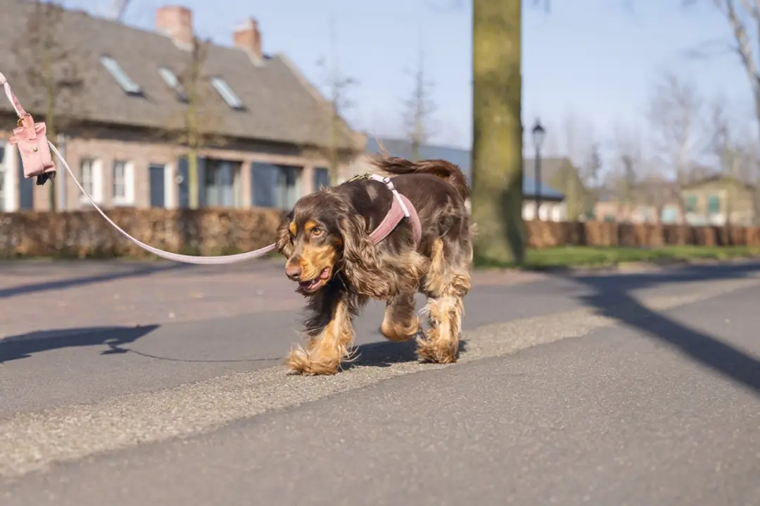Designed by Lotte Velura Hondentuig - Roze S