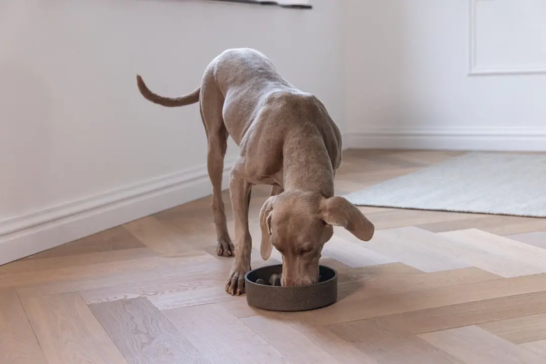 Designed by Lotte Pom Antischrokbak Hond - Grijs 1430ml