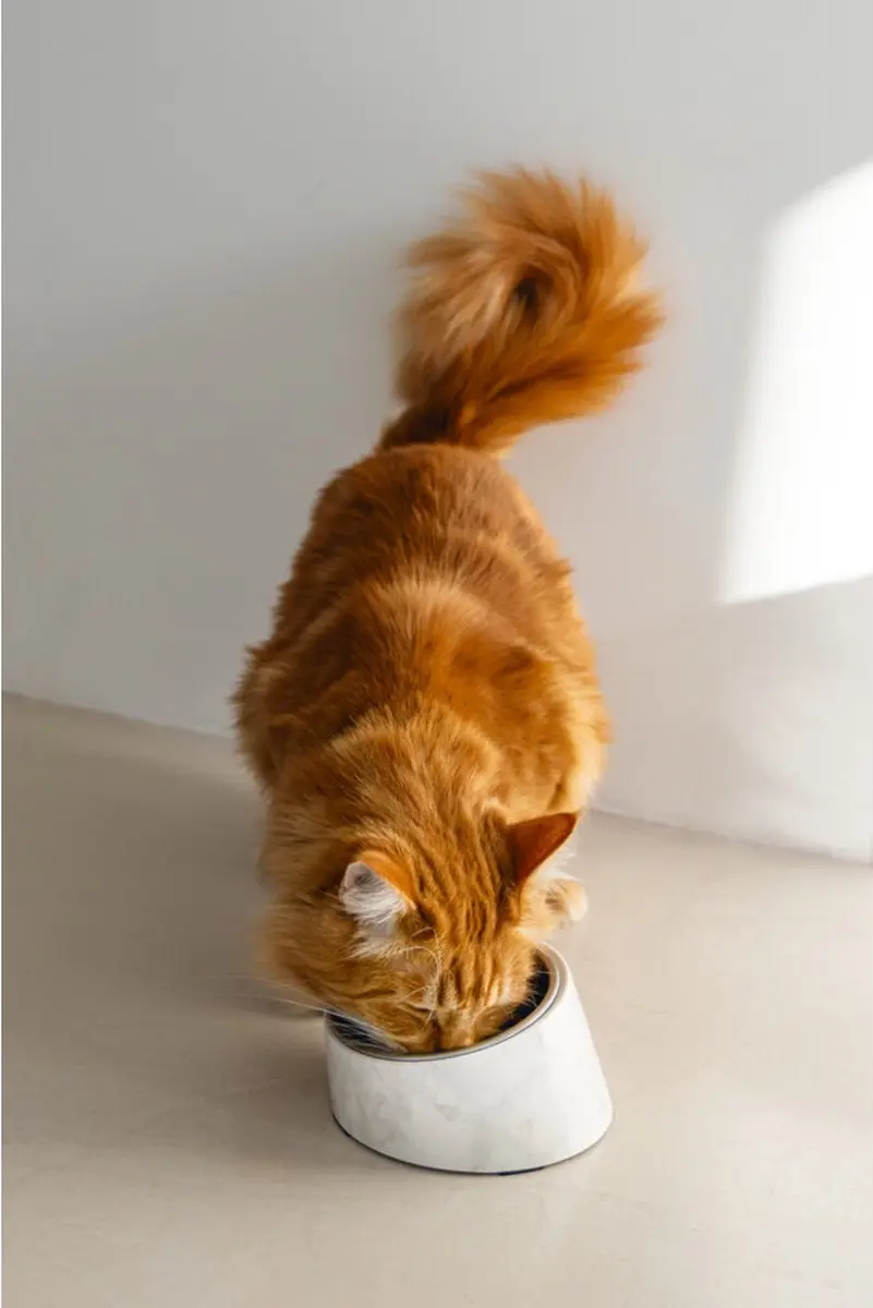 Designed by Lotte Melamine Eetbak Vita - Kat - 160ml - Wit