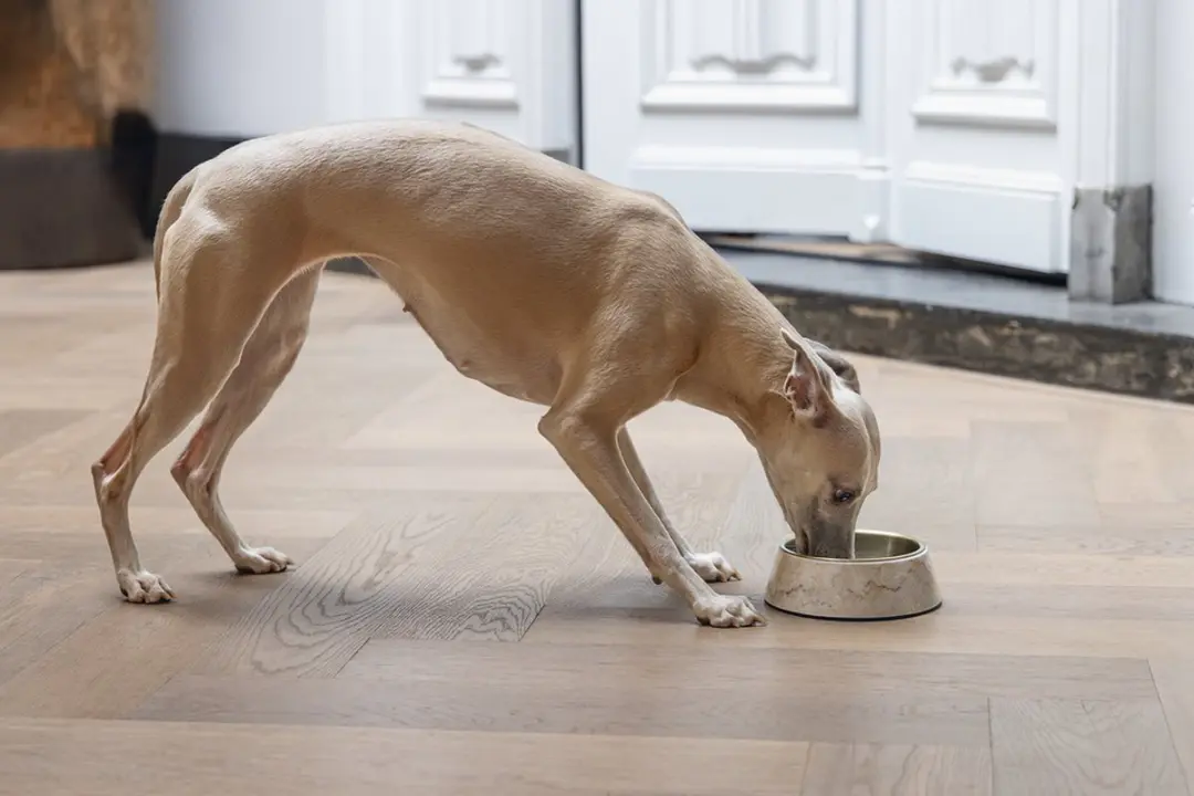 Designed by Lotte Meis Voerbak Hond - Beige 350ml
