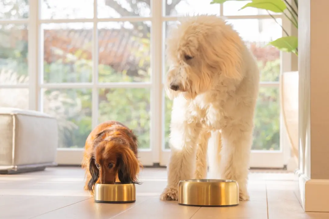 Designed by Lotte Noar Voerbak Hond - Goud 470ml
